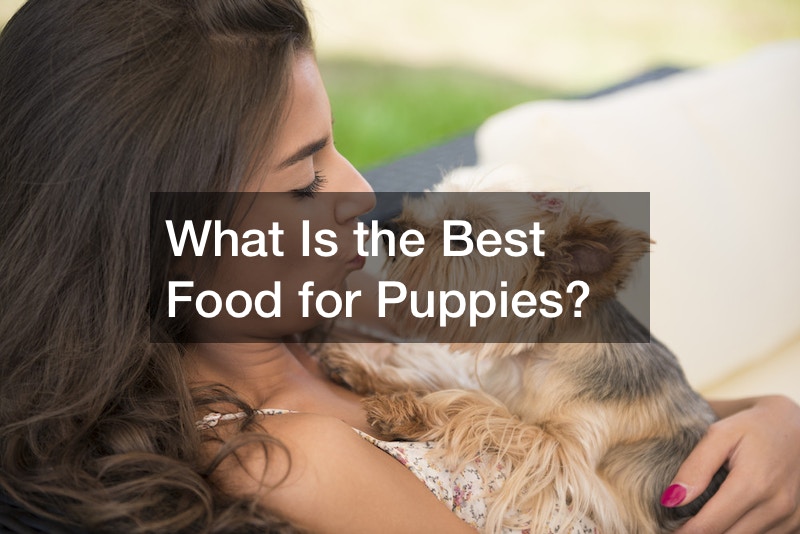 What Is the Best Food for Puppies?